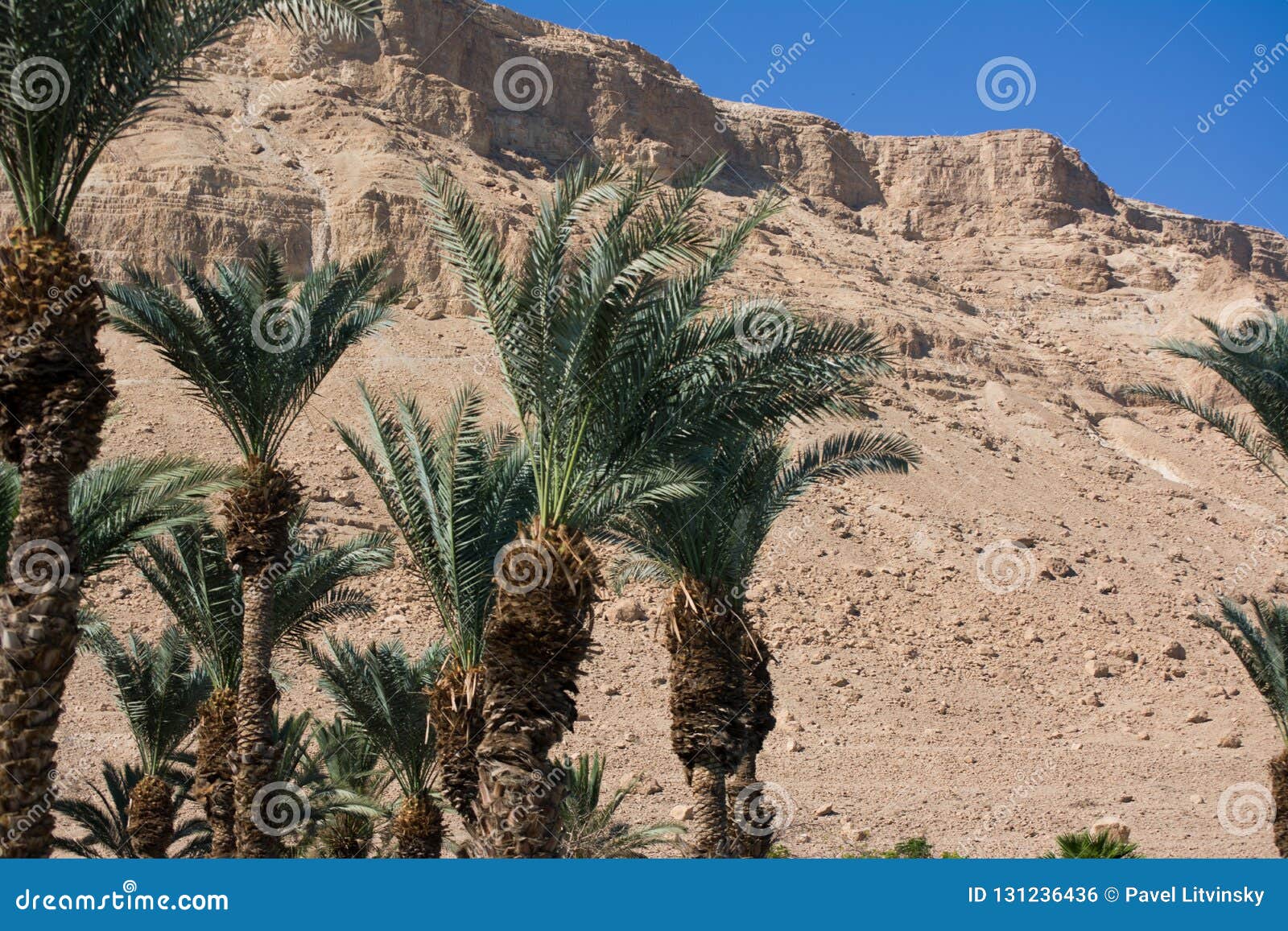 arabian mideast scenic view. high palmtree in beautiful gorge formation en gedy, in national judean desert on shore of dead sea