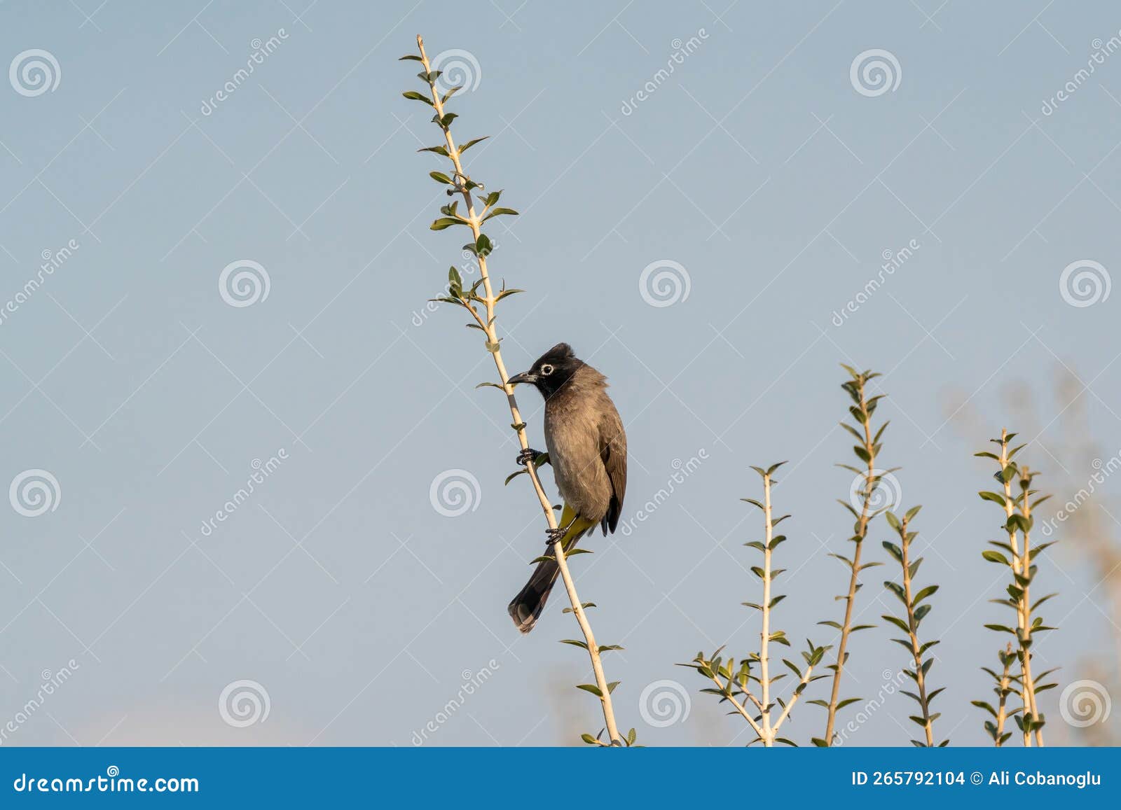 an arabian nightingale perched on a branch. pycnonotus xanthopygos