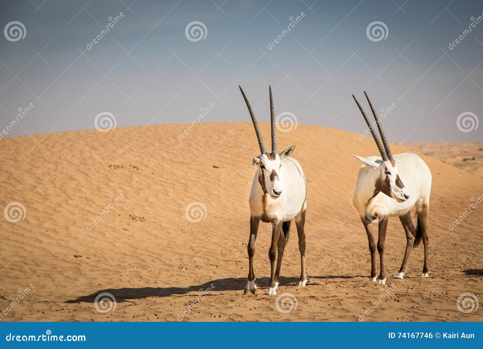Arabian oryx stock photo. Image of east, solitude, species - 74167746