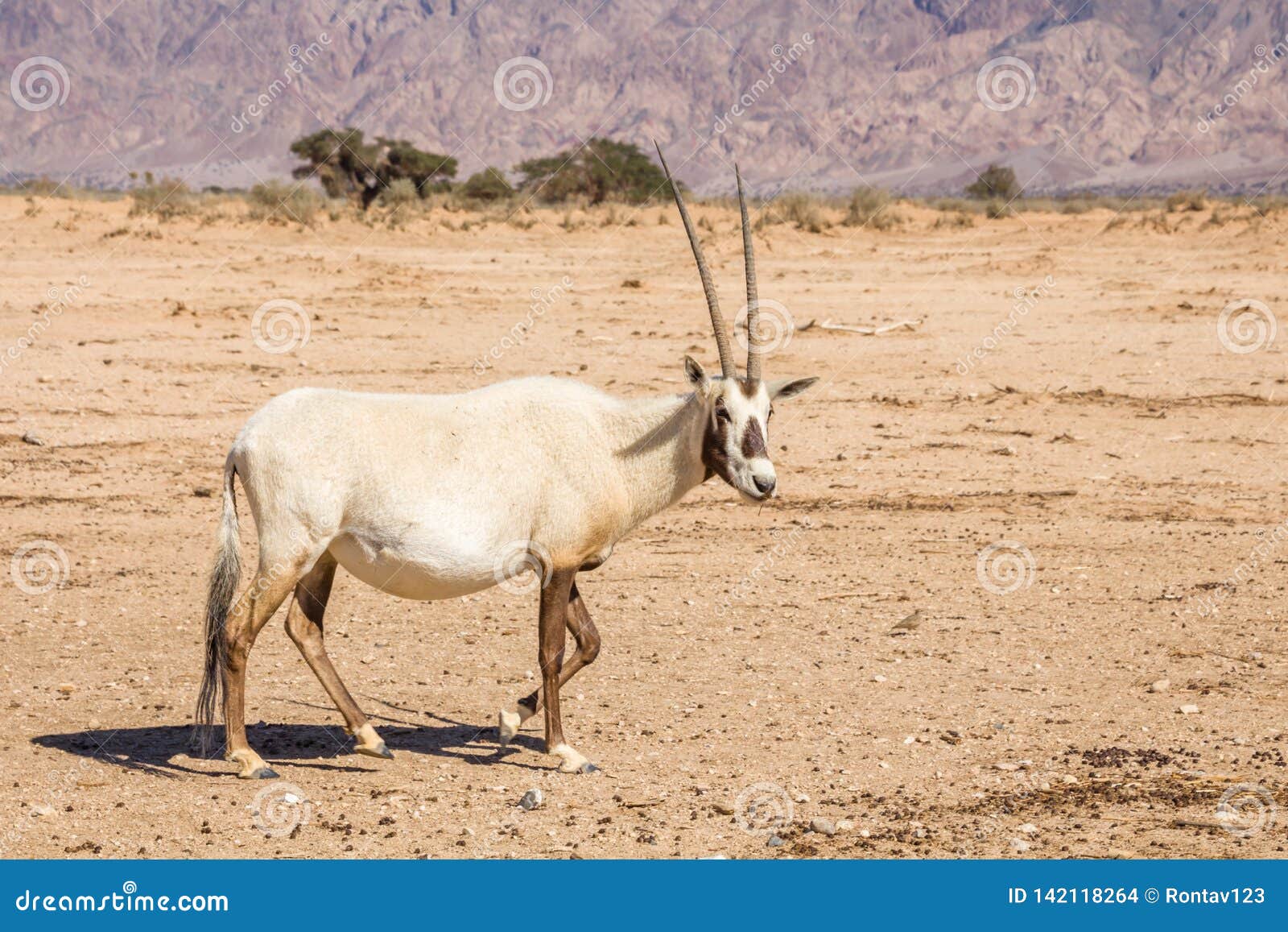 arabian oryx oryx leucoryx a genus of antelope species, an endangered animal in the `hay-bar` yotvata nature reserve israel