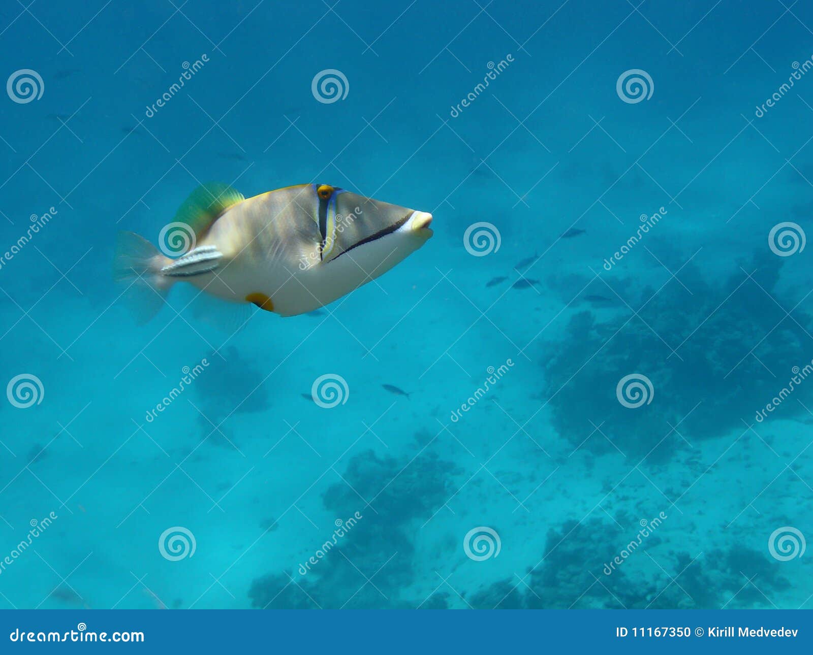arabian picasso triggerfish