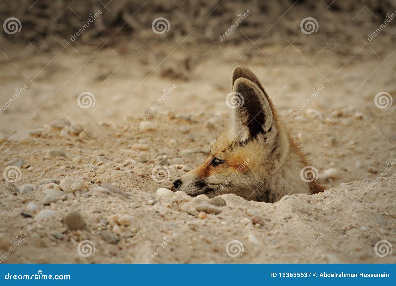 arabian-red-fox-his-den-arabian-red-fox-getting-out-his-burrow-being-attracted-food-smell-133635537.jpg