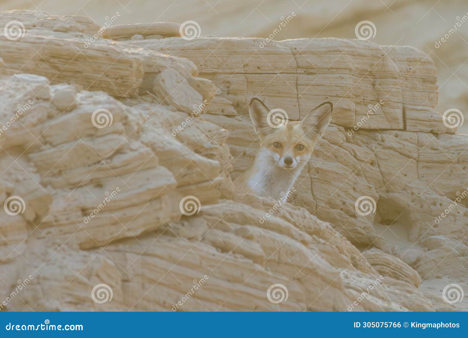 arabian red fox (vulpes vulpes arabica) on the sand dunes in the uae