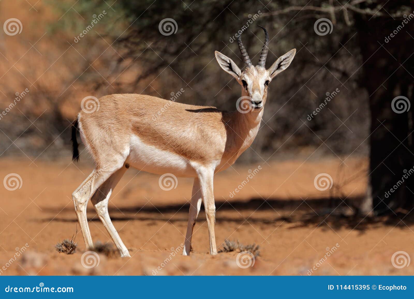 arabian sand gazelle