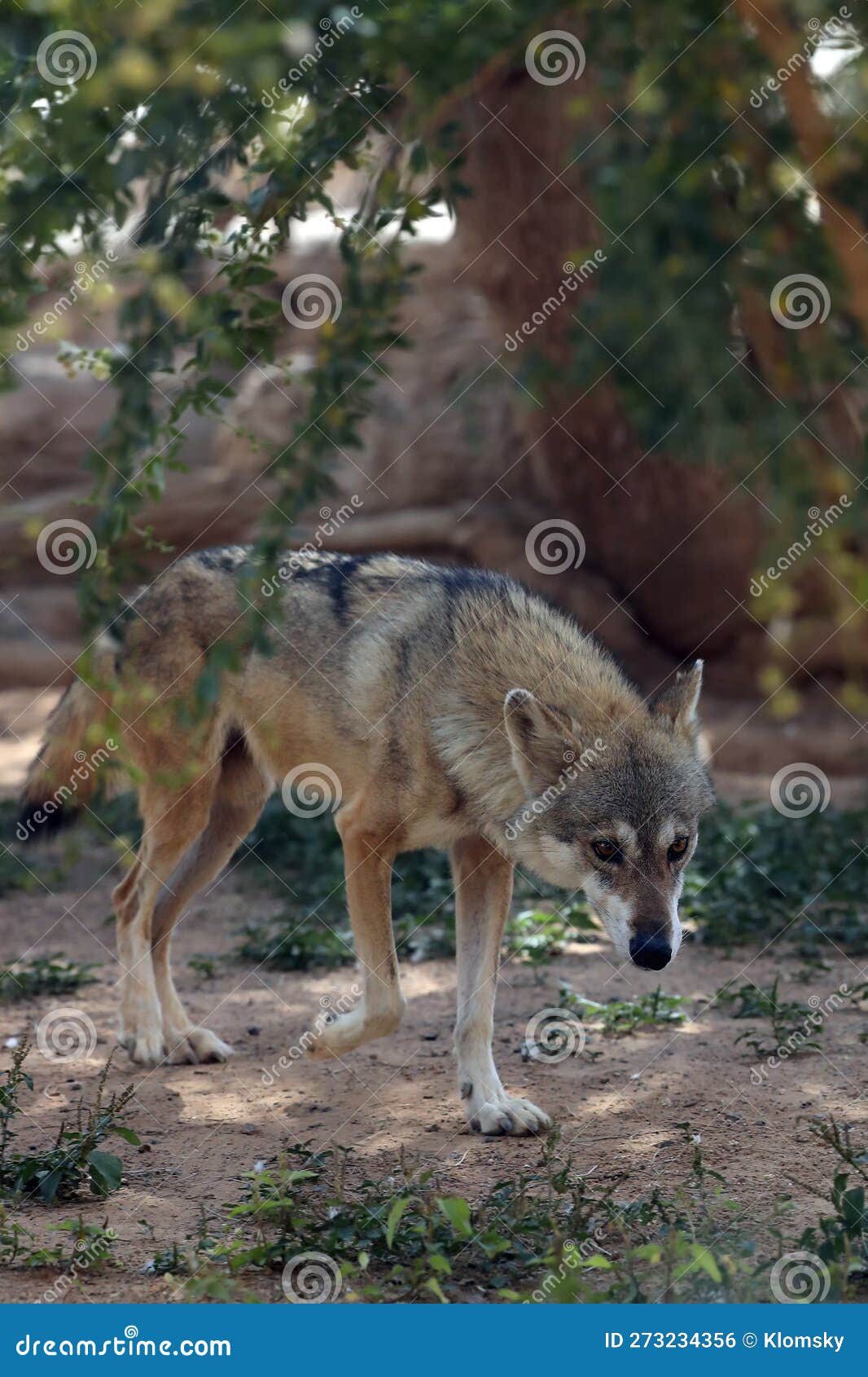 the arabian wolf (canis lupus arabs)