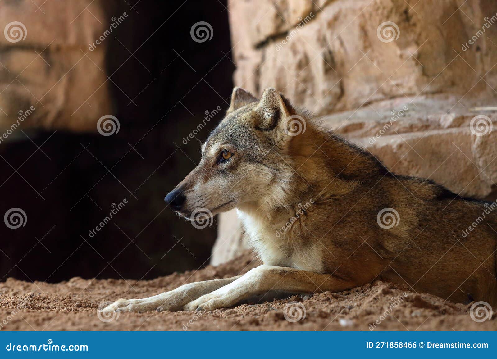 the arabian wolf (canis lupus arabs), portraitthe arabian wolf (canis lupus arabs)