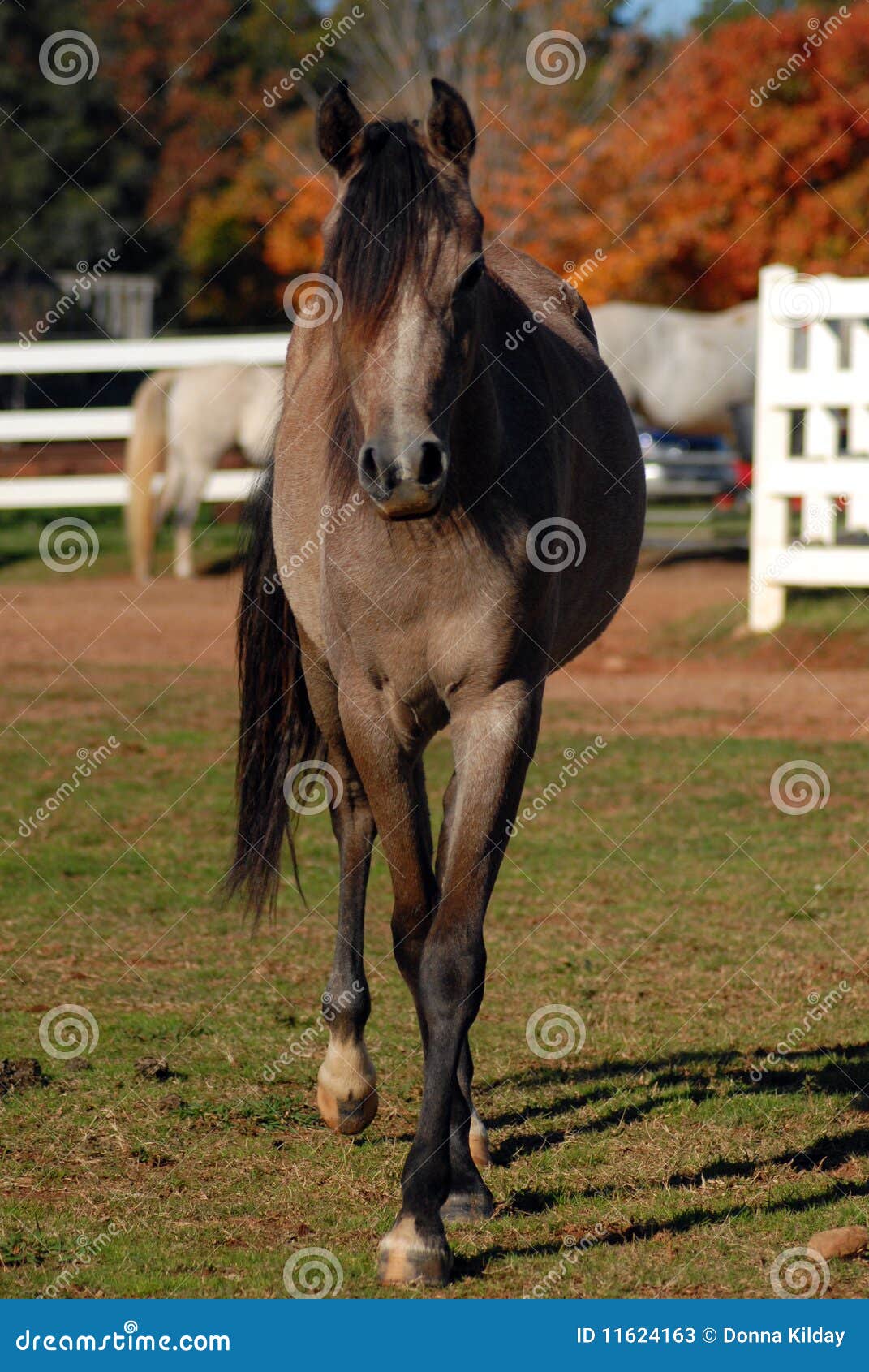 Arabian yearling horse stock image. Image of breed, animal 11624163