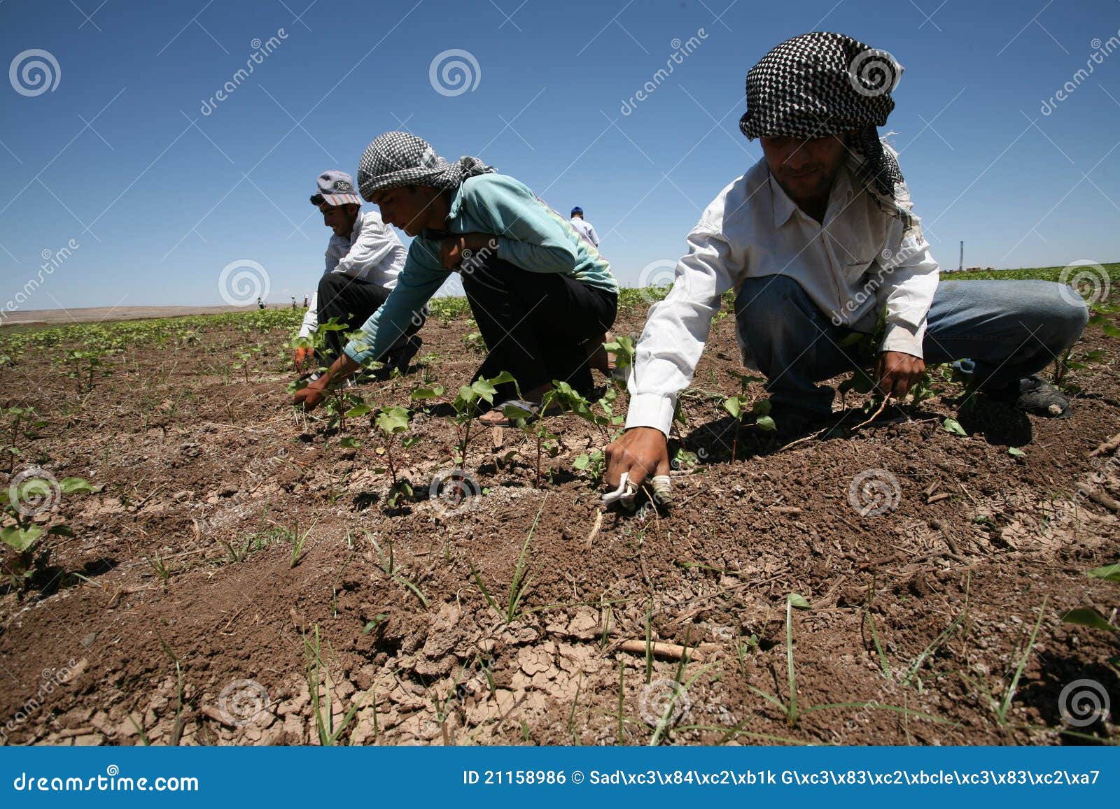Arabic Agricultural Workers Editorial Photo Image of agricultural