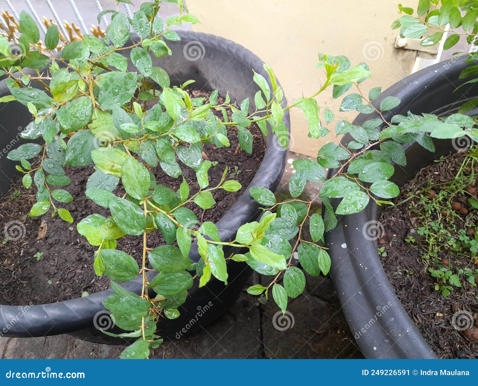 Arabic Bidara Leaf Plant for Herbal Medicine Stock Image Image of