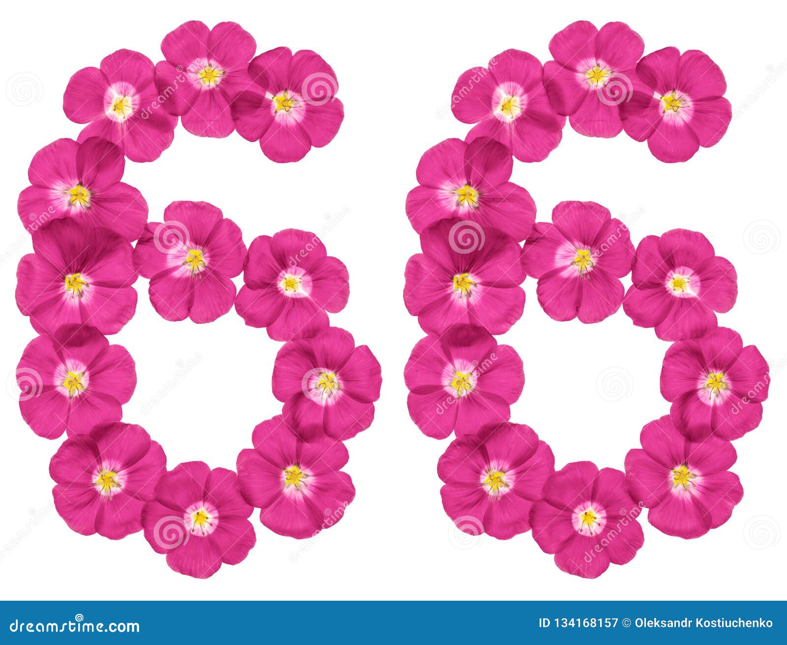 Boum 1 Mars 2023. - Page 2 Arabic-numeral-sixty-six-pink-flowers-flax-isolated-white-background-134168157