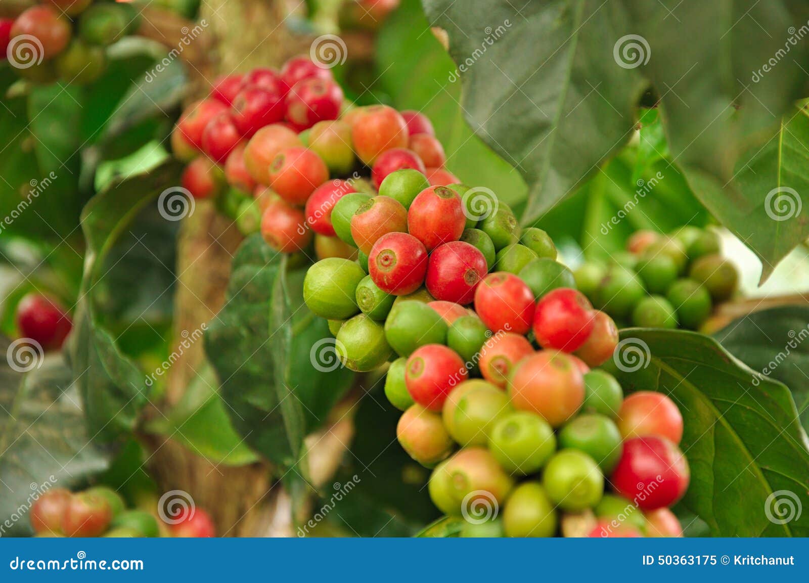 arabica coffee beans on coffee tree