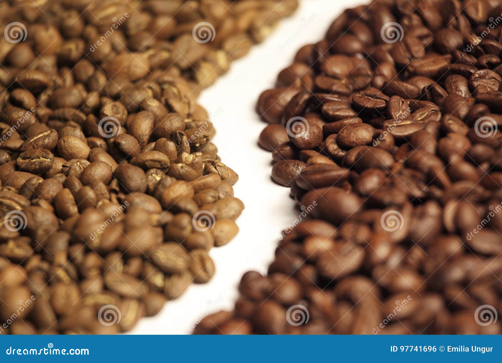 arabica and robusta coffee beans