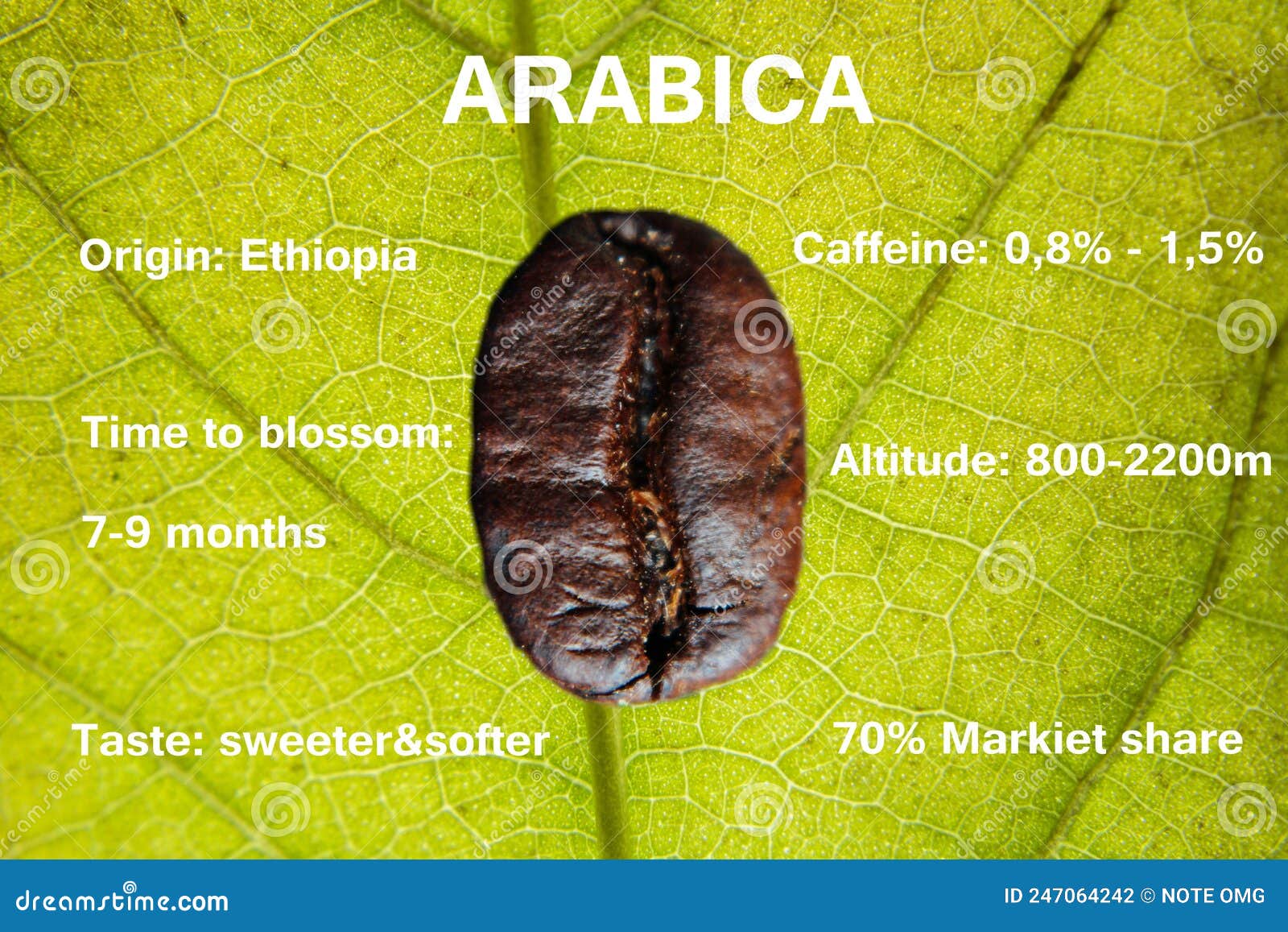 Arabica Seeds with Descriptions of Arabica Coffee Beans Stock Photo