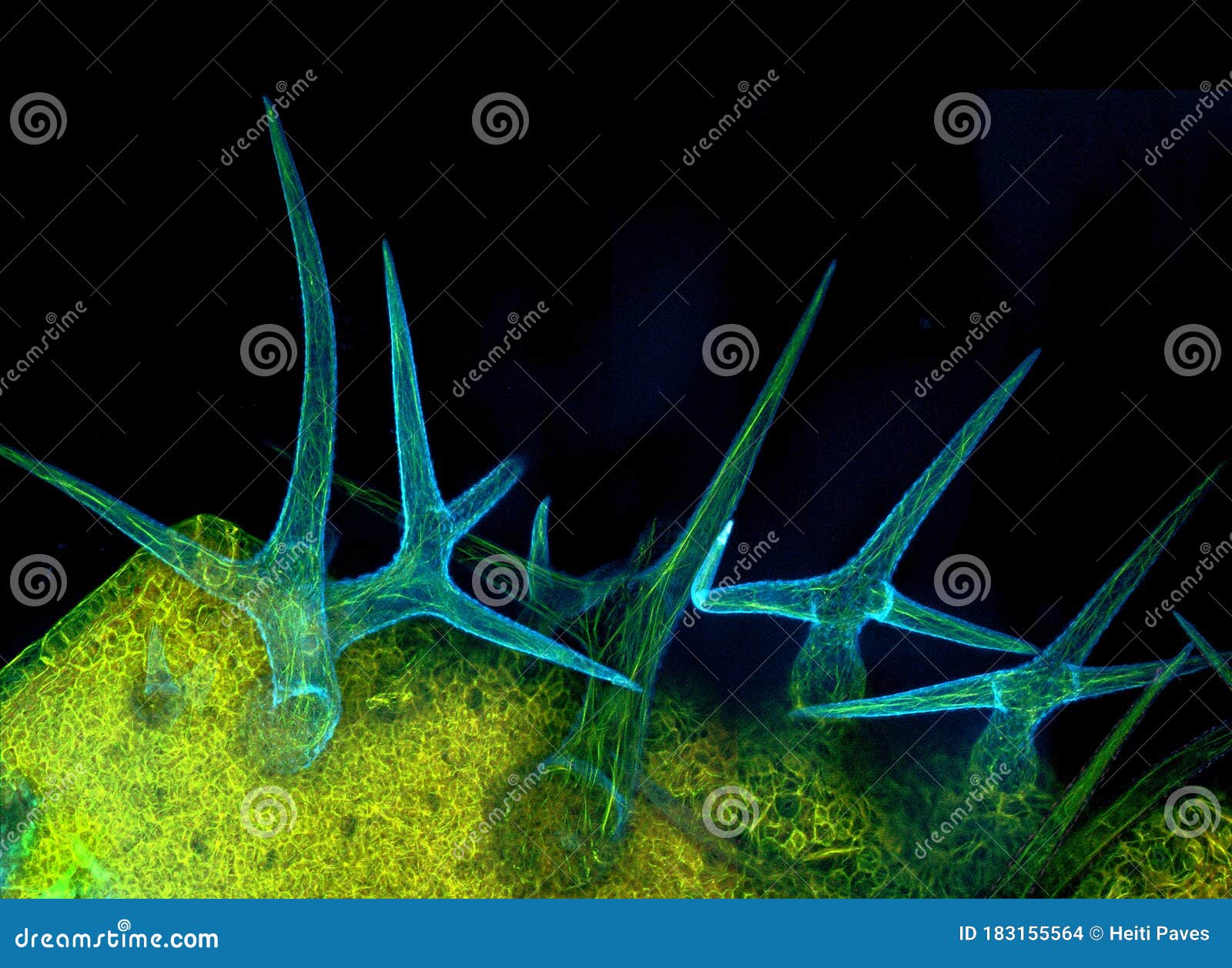 trichomes of arabidopsis thaliana