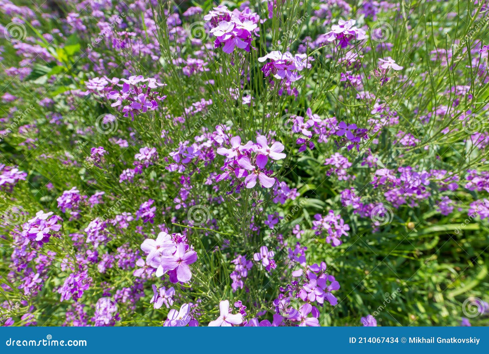 Arabis Blepharophylla Flowers or Rock Cress, Common Coast Rock Cress or ...