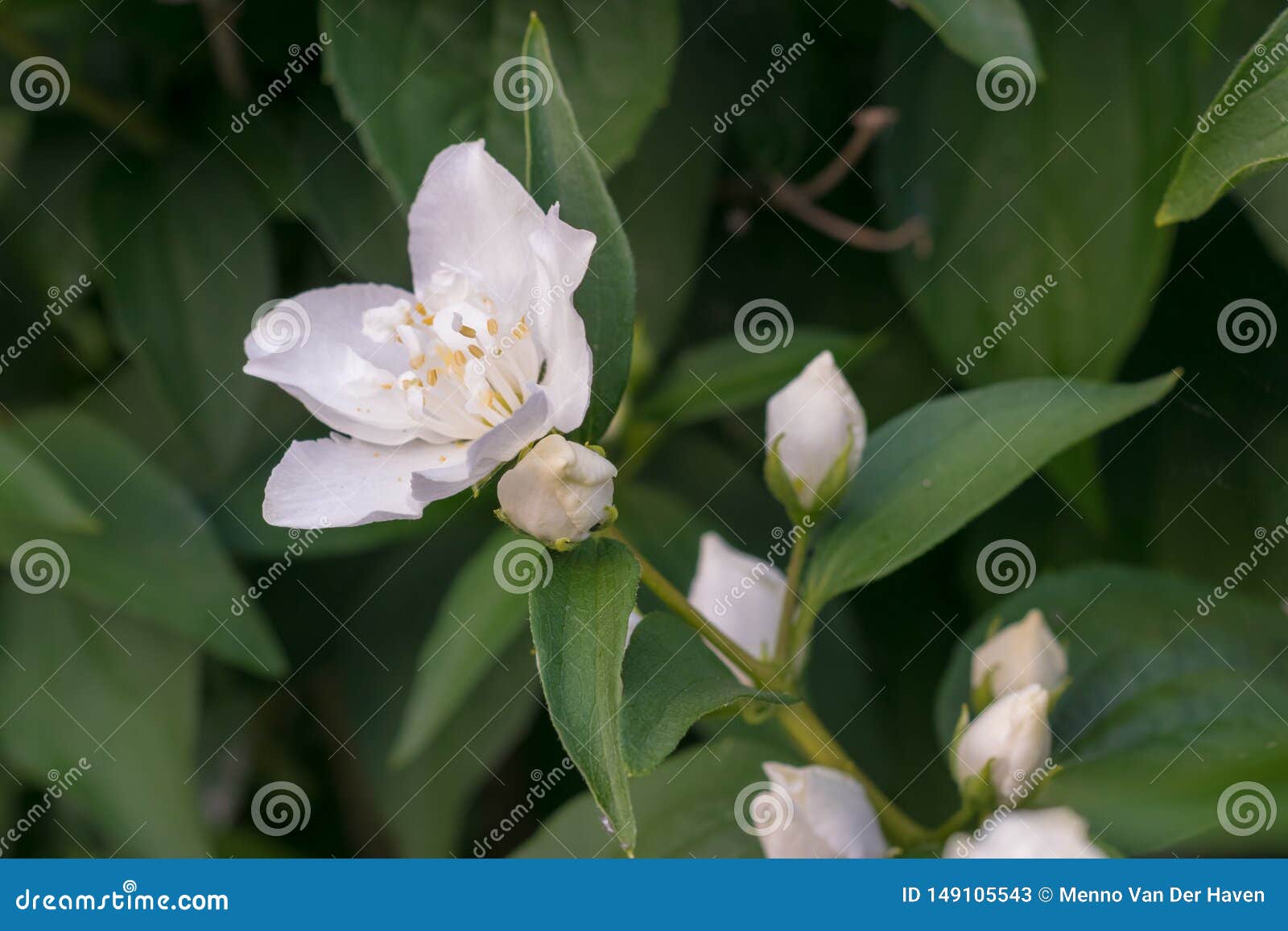 Arabische jasmijn Jasminum sambac, mooie en zoet geurige bloemen. De jasmijnbloemen kunnen als geurig ingrediënt in parfums en jasmijnthee worden gebruikt