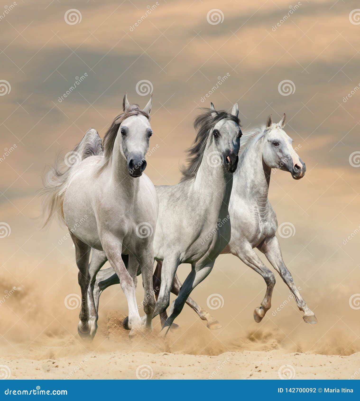 Merchandising Regelmatig Geven Arabische Paarden in Woestijn Stock Foto - Image of motie, arabisch:  142700092