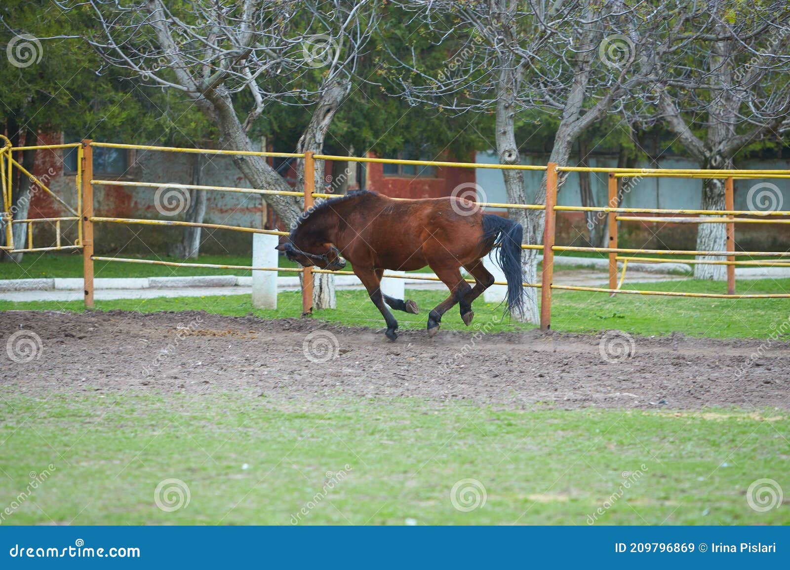 Verrast Grazen Haringen Arabische Paardenopleiding Op Het Boerenbeeld Met Bewegend Effect Stock  Afbeelding - Image of beiers, actief: 209796869