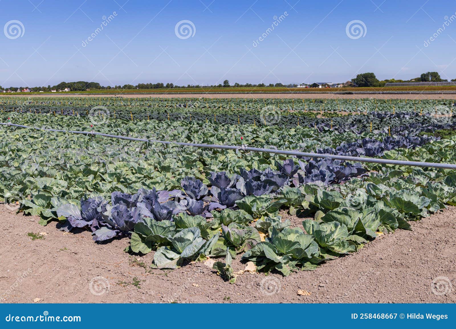 cabbage agricultural field in north holland in the netherlands