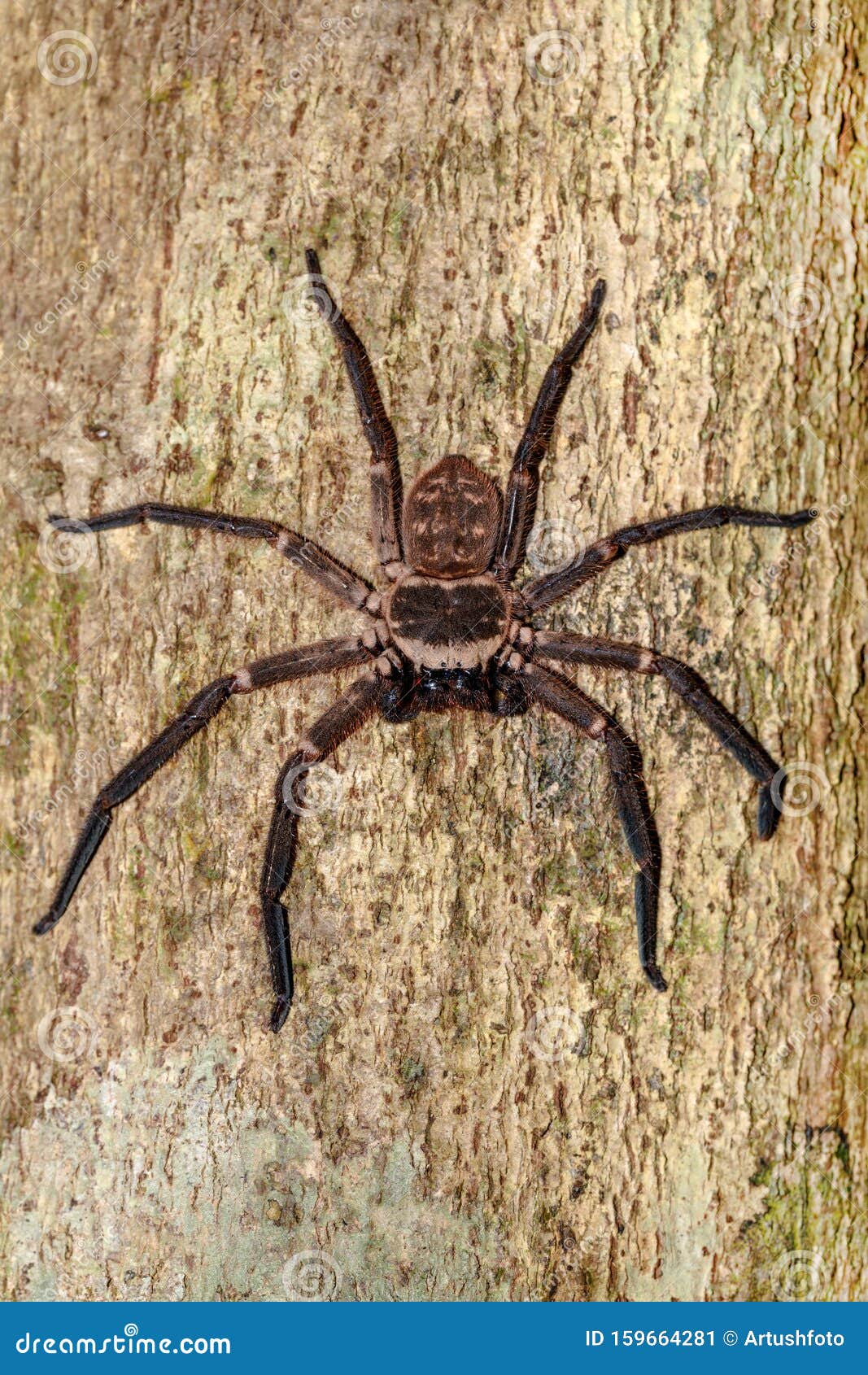 Araignee Geante De Madagascar Image Stock Image Du Arachnide Crocs Araignee Geante De Madagascar Image Stock Image Du Arachnide Crocs