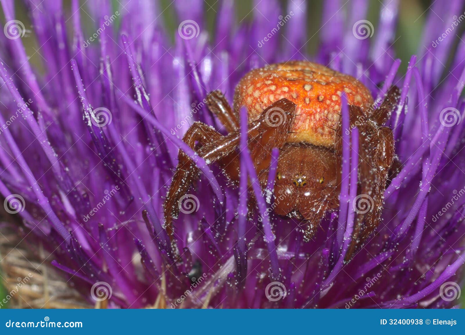 Araignée micro photo stock. Image du violette, micro - 32400938