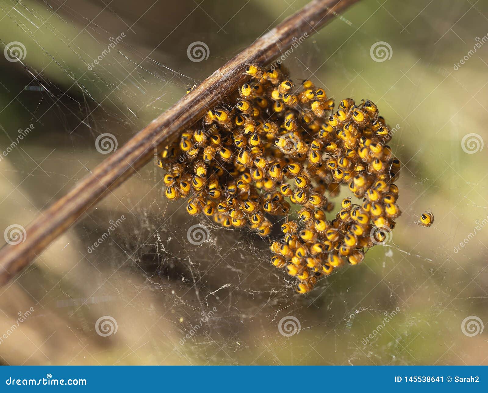 Araignees De Tisserand De Globe De Bebe Spiderlings Dans Le Nid Jaune Et Noir Macro Image Stock Image Du Detail Araignees Araignees De Tisserand De Globe De Bebe Spiderlings Dans Le Nid Jaune Et Noir Macro Image Stock Image Du Detail Araignees