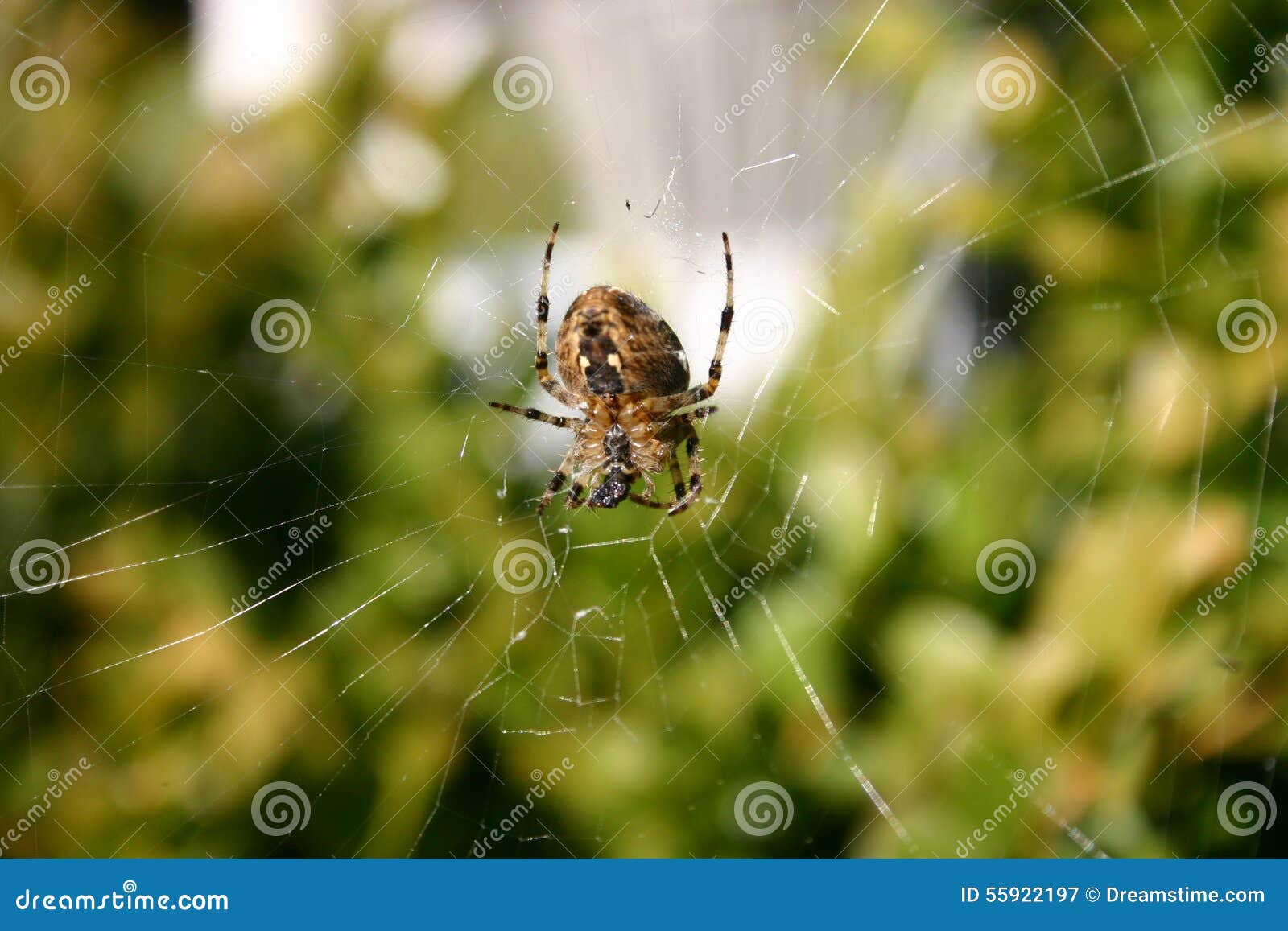 Les araignées et les araignées sont des prédateurs des arachnides de classe d'arthropode d'invertébrés Avec huit jambes ils jouent un rôle important dans le contrôle des insectes