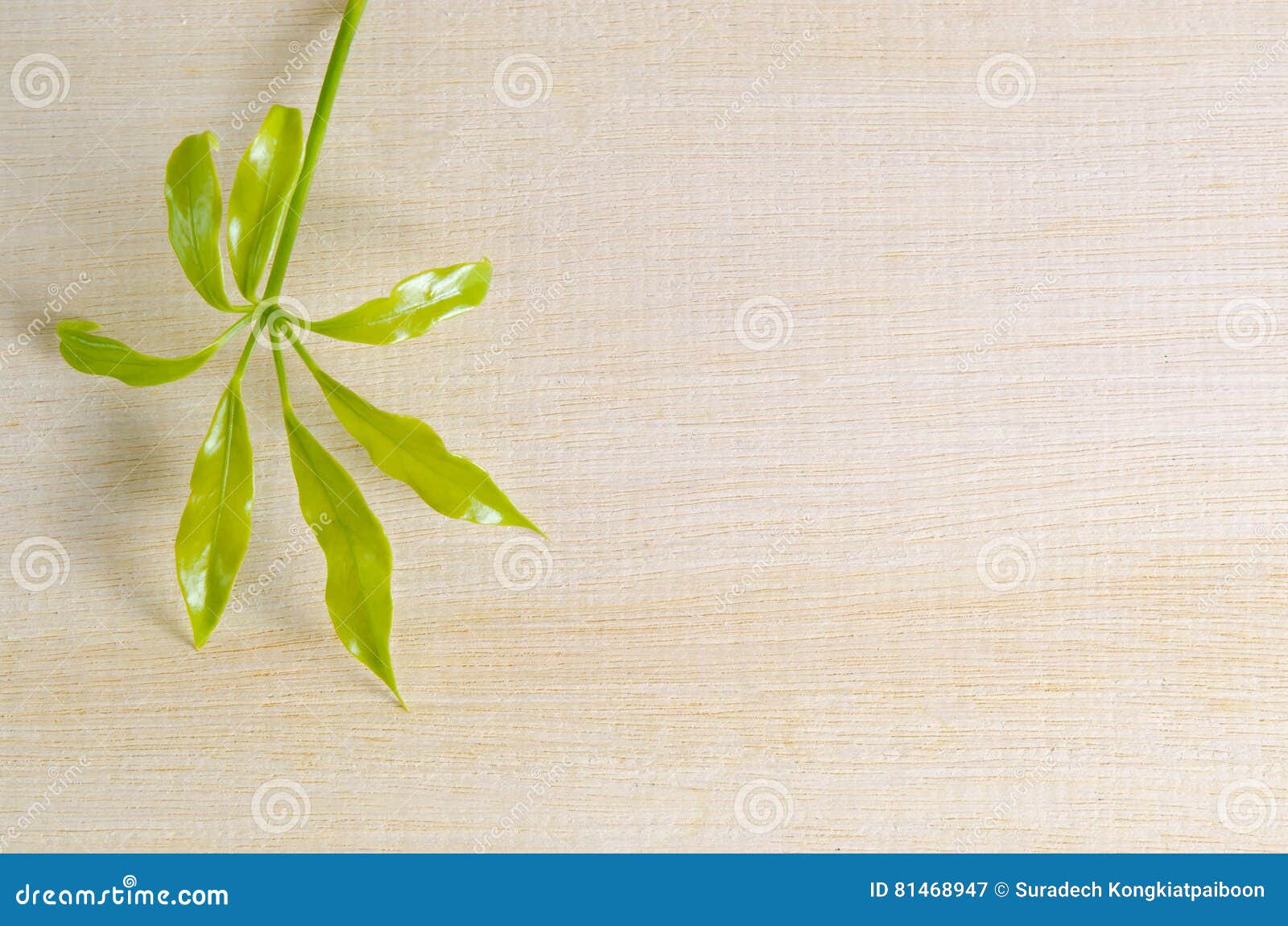 araliaceae leaf on wooden board with blank text copy sp