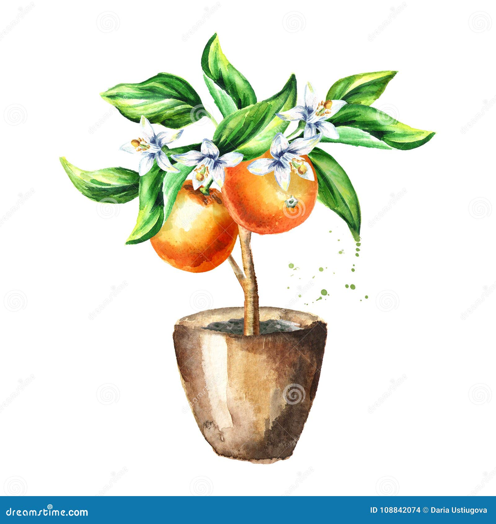 Arancio Con I Frutti I Fiori E Le Foglie Illustrazione Disegnata A Mano Dell Acquerello Isolata Su Fondo Bianco Illustrazione Di Stock Illustrazione Di Salute Frutta