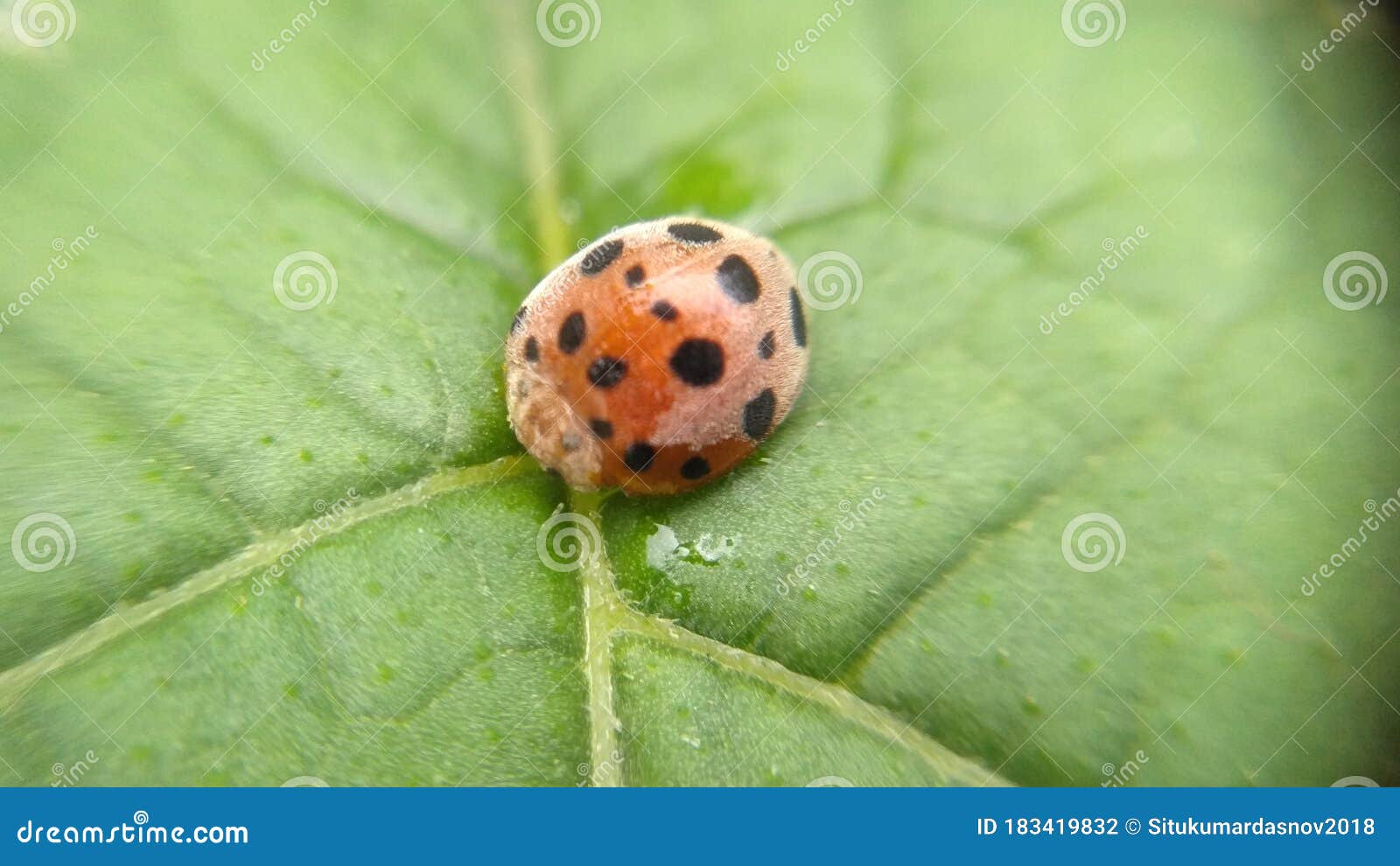 Arancione Con Coccinella Di Colore Rosso a 28 Cucchiaiata Sulla