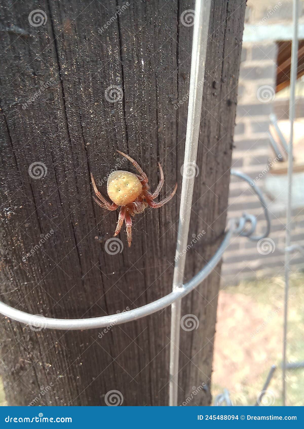 Araneus Gemmoides Cat Faced Spider Stock Photo - Image of arthropod
