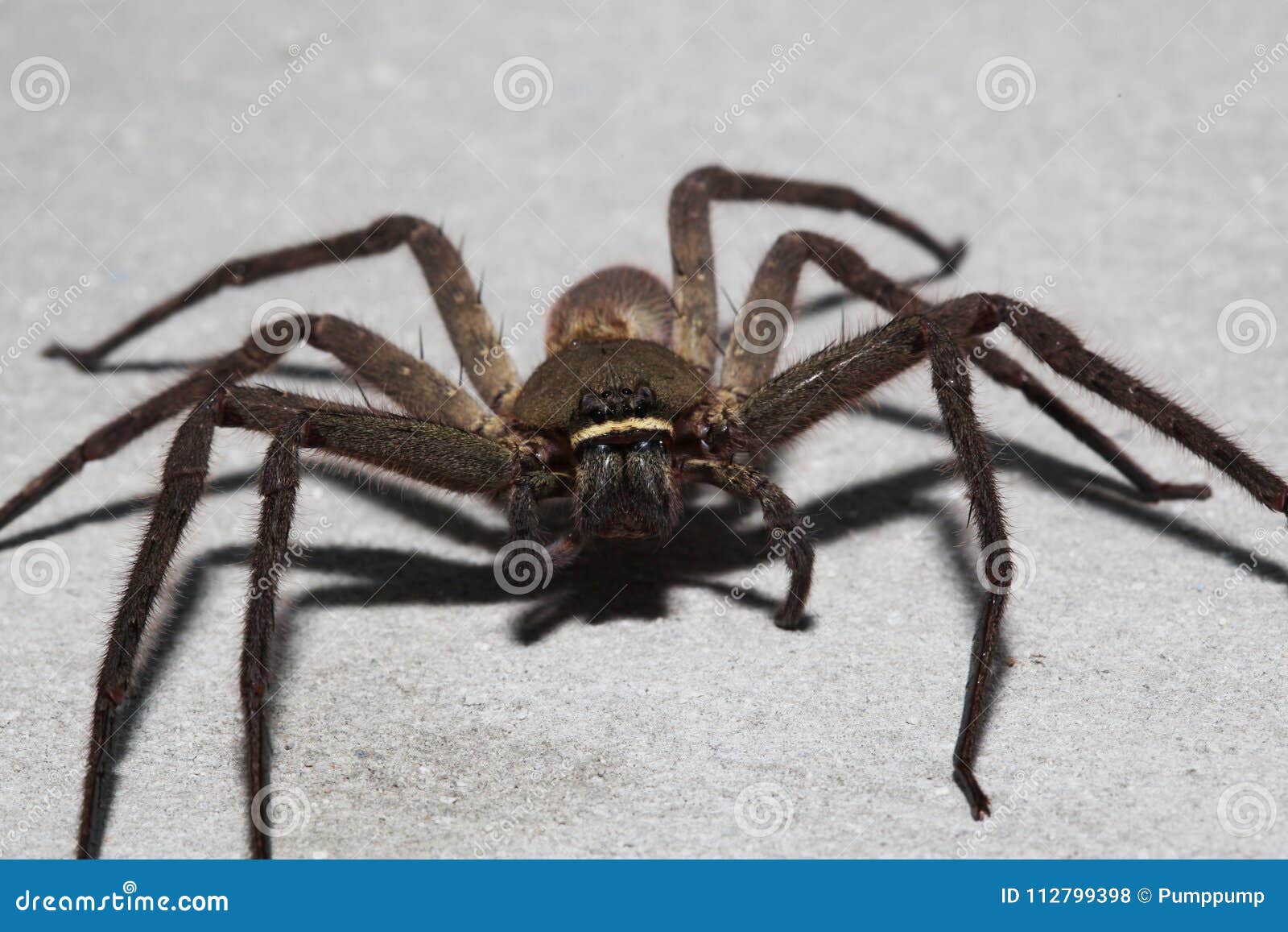 Close-up De Uma Lobo-aranha Em Austrália Central Foto de Stock - Imagem de  lobo, palavra: 48478266