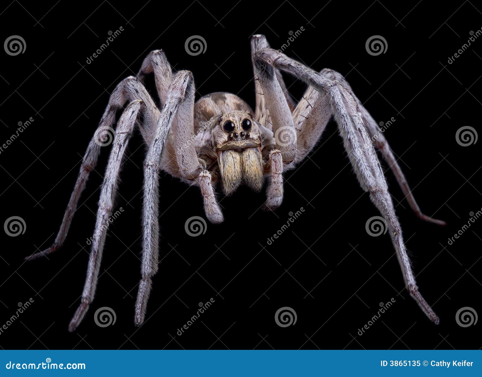 Close-up De Uma Lobo-aranha Em Austrália Central Foto de Stock - Imagem de  lobo, palavra: 48478266