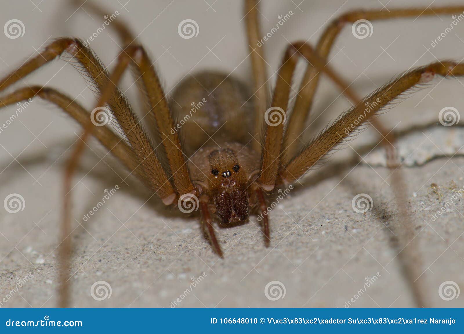 Aranha Reclusa Do Mediterrâneo Foto de Stock - Imagem de aranha, console:  106648010, image size:1600x1150