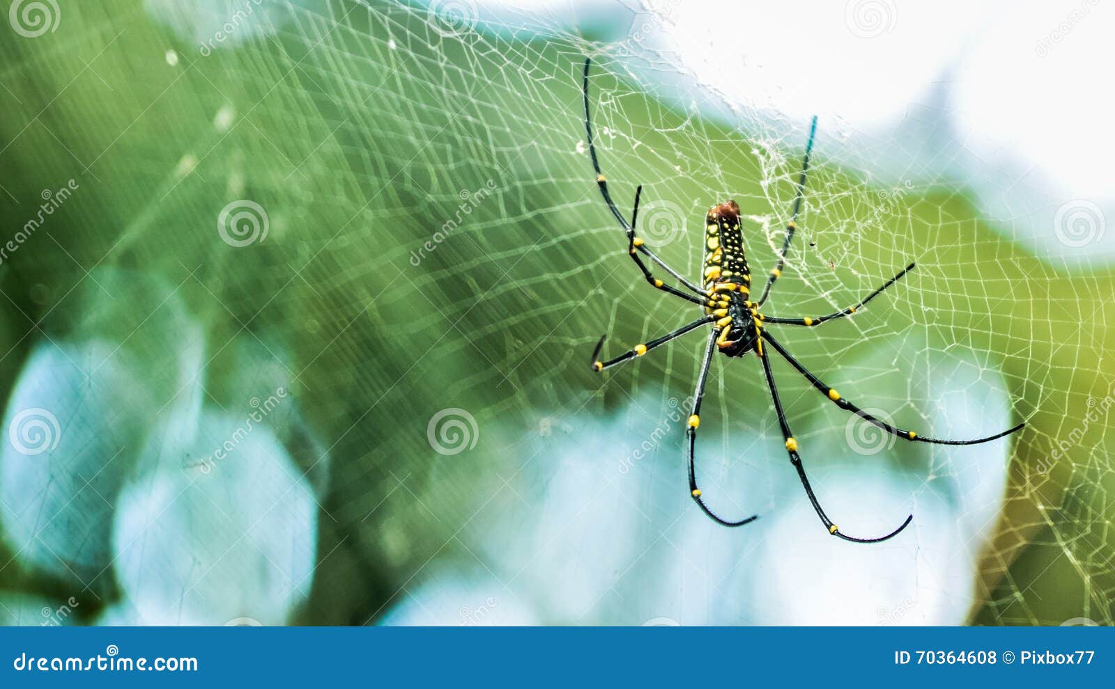 Aranha-armadeira (talvez?) no norte do Panamá. História nos comentários se  interessar. : r/spiders, image size:1600x990