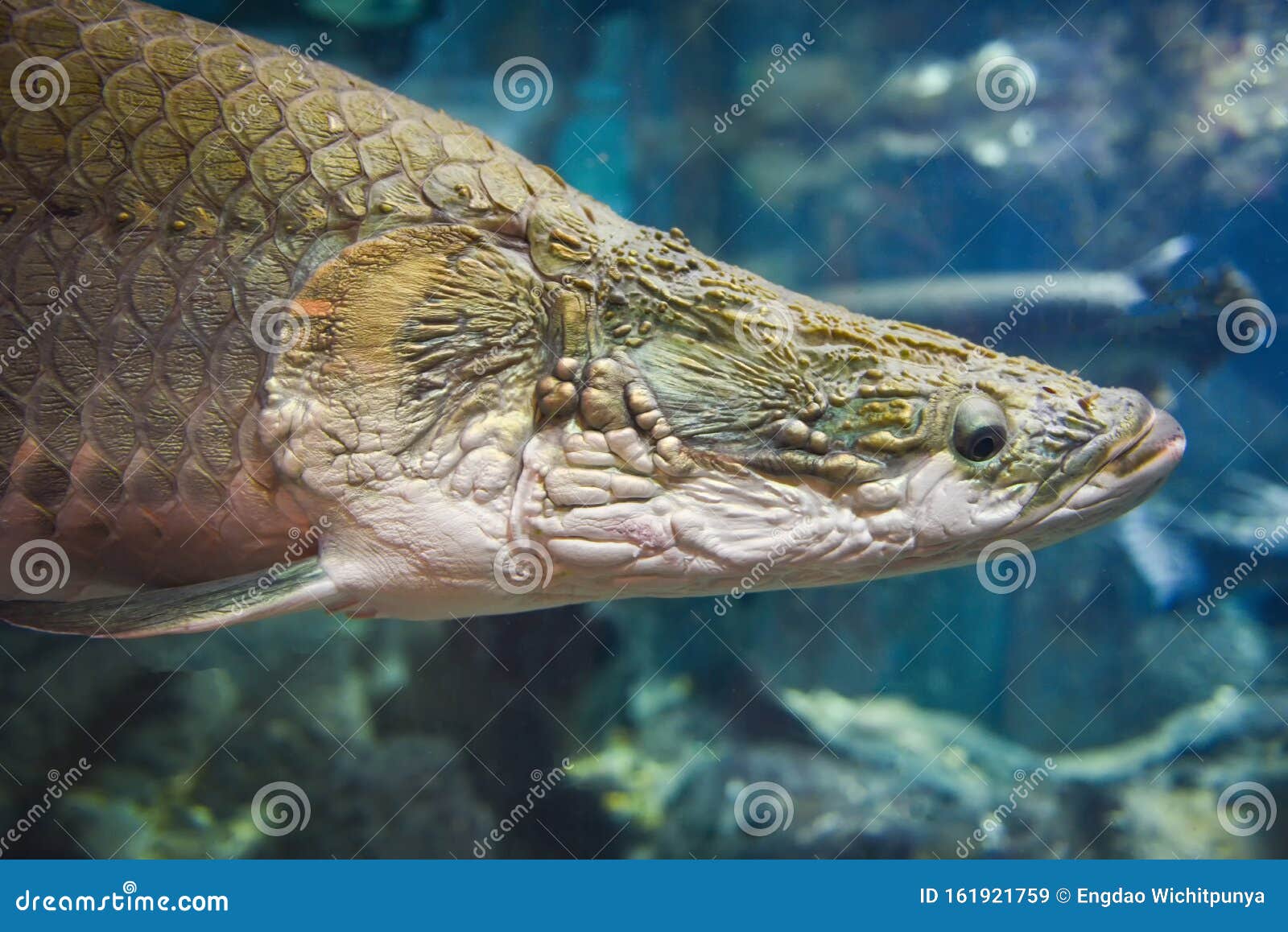 Arapaima Fish - Pirarucu Arapaima Gigas One Largest Freshwater Fish and  River Lakes in Brazil - Snake Head Fish Stock Image - Image of animal,  nature: 161921759