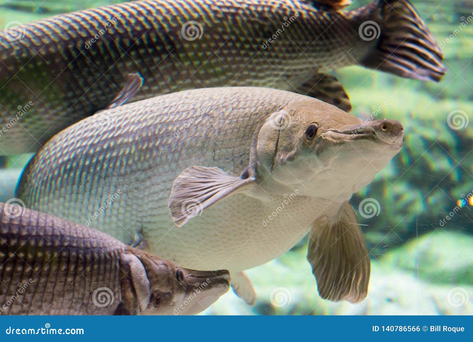 Arapaima Gigas Also Known As Pirarucu Is A Species Of Arapaima Native To The Basin Of The Amazon River Stock Photo Image Of Black Nature Arapaima Gigas Also Known As Pirarucu Is A Species Of Arapaima Native To The Basin Of The Amazon River Stock Photo Image Of Black Nature