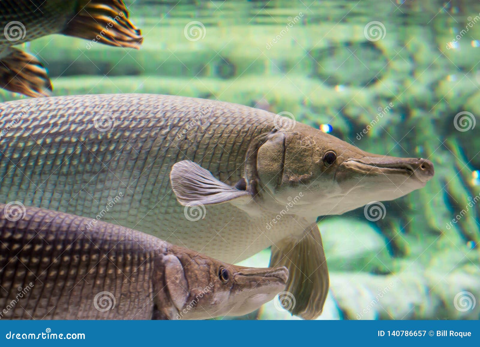 Arapaima Gigas Also Known As Pirarucu Is A Species Of Arapaima Native To The Basin Of The Amazon River Stock Image Image Of Juvenile Predator