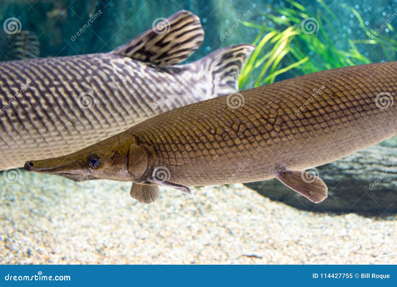Arapaima Gigas Known Also As Pirarucu Is A Species Of Arapaima Native To The Basin Of The Amazon River Once Believed To Be Stock Image Image Of Isolated Aquarium Arapaima Gigas Known Also As Pirarucu Is A Species Of Arapaima Native To The Basin Of The Amazon River Once Believed To Be Stock Image Image Of Isolated Aquarium