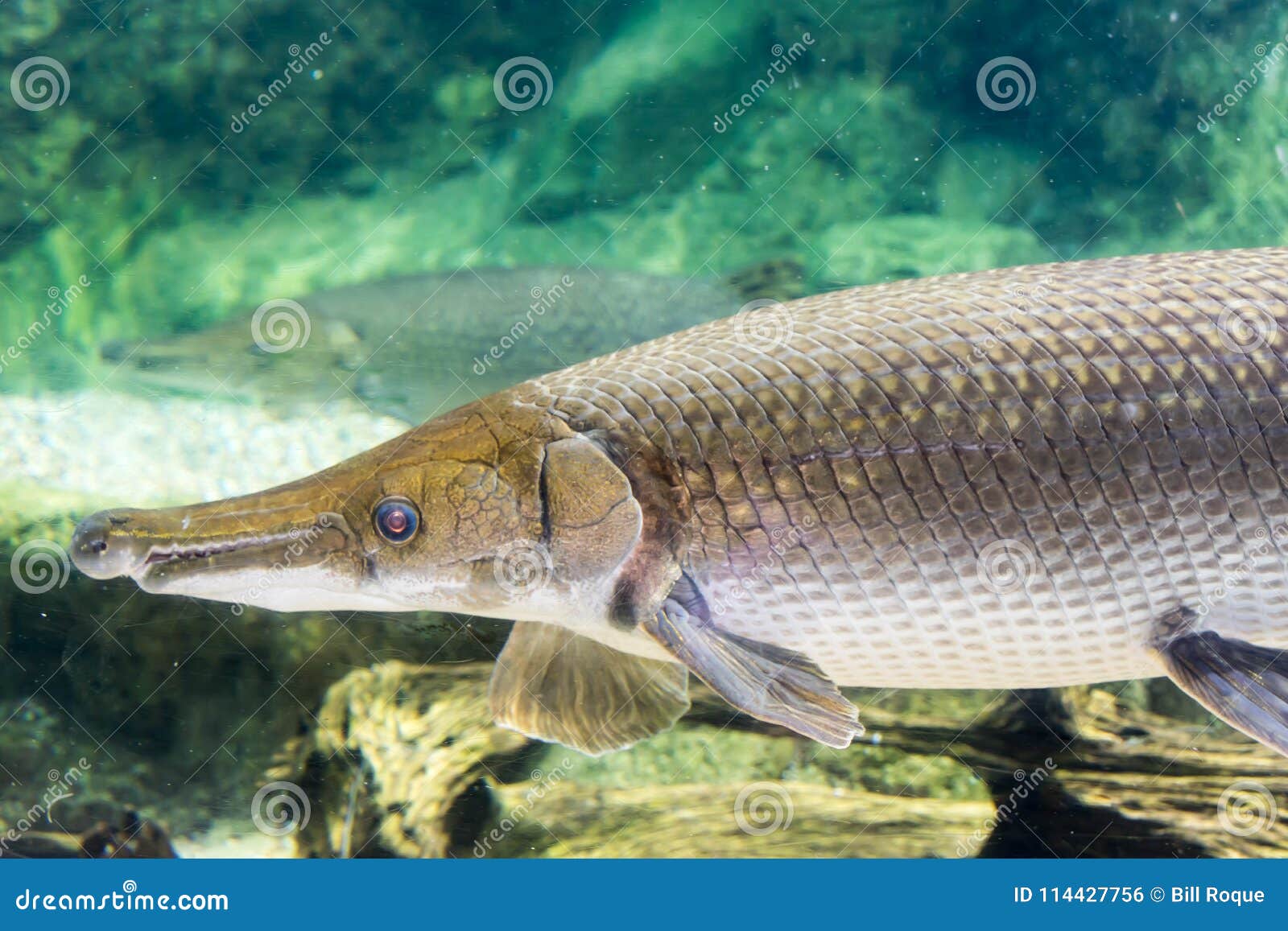 Arapaima Gigas Known Also As Pirarucu Is A Species Of Arapaima Native To The Basin Of The Amazon River Once Believed To Be Stock Photo Image Of Fauna America Arapaima Gigas Known Also As Pirarucu Is A Species Of Arapaima Native To The Basin Of The Amazon River Once Believed To Be Stock Photo Image Of Fauna America