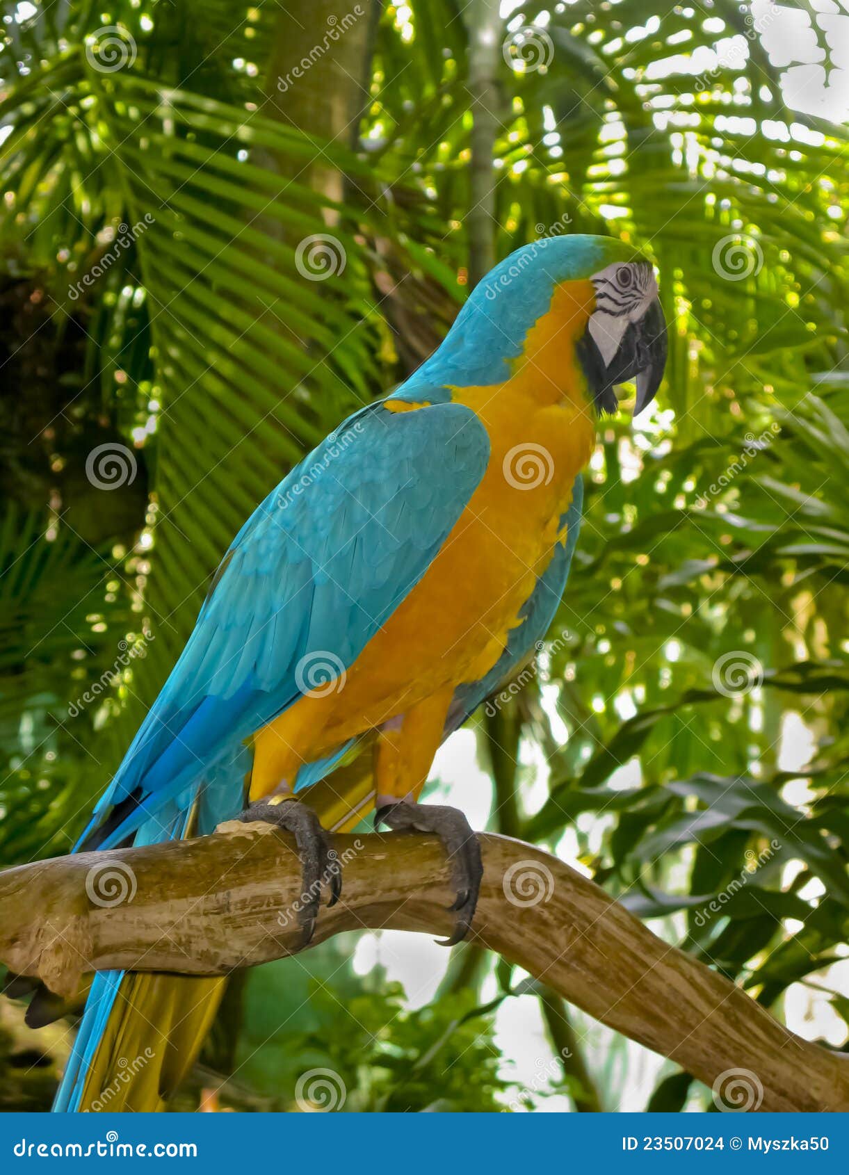 Arapapagei stockfoto. Bild von tier, amazonas, fauna 23507024