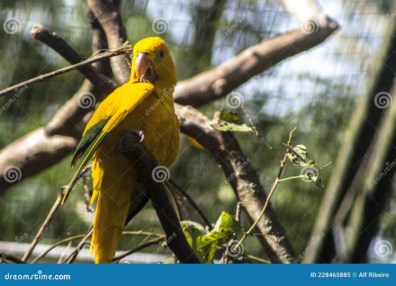 ararajuba guaruba guarouba or golden parakeet on a tree branch