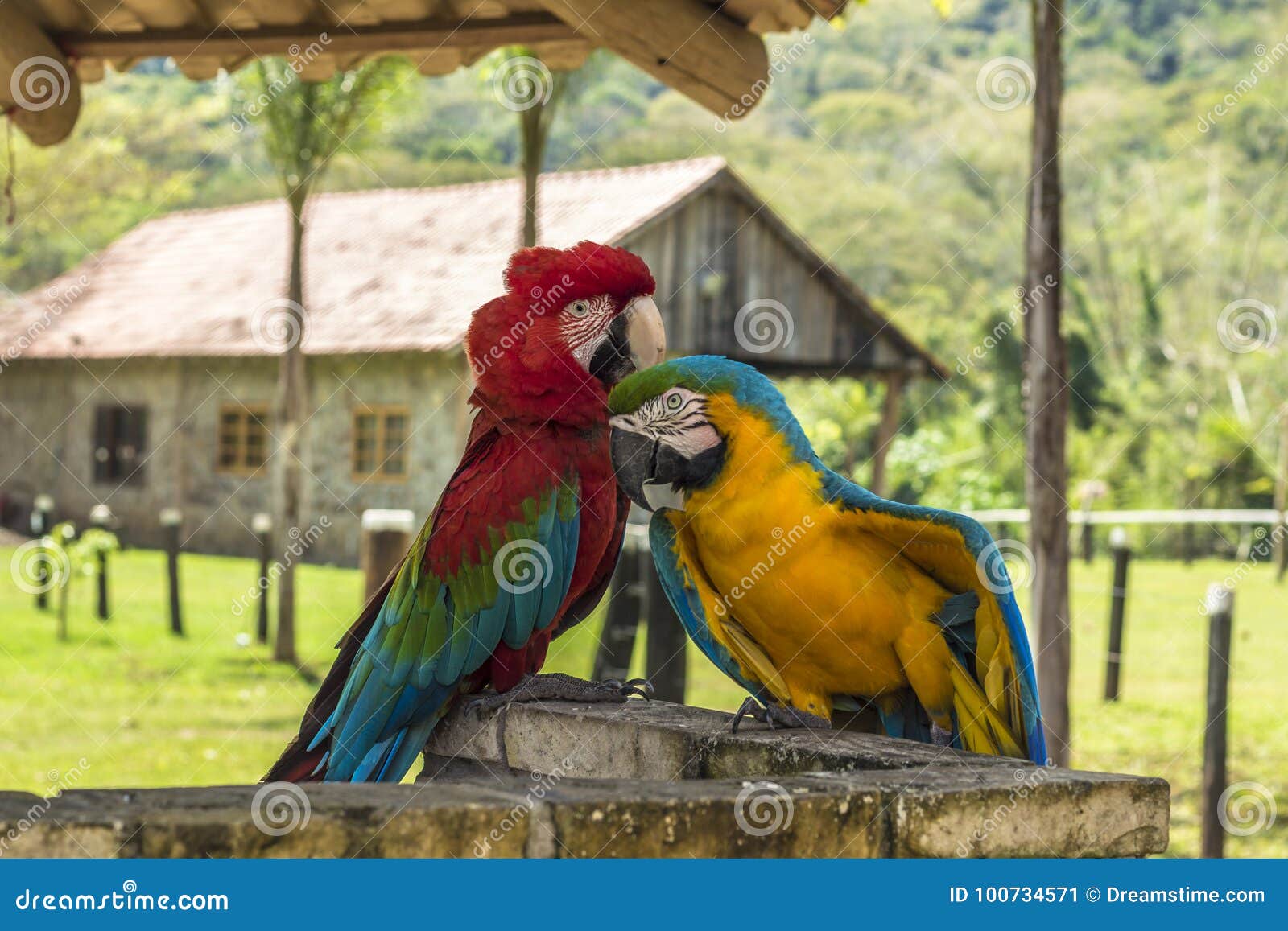 araras in love