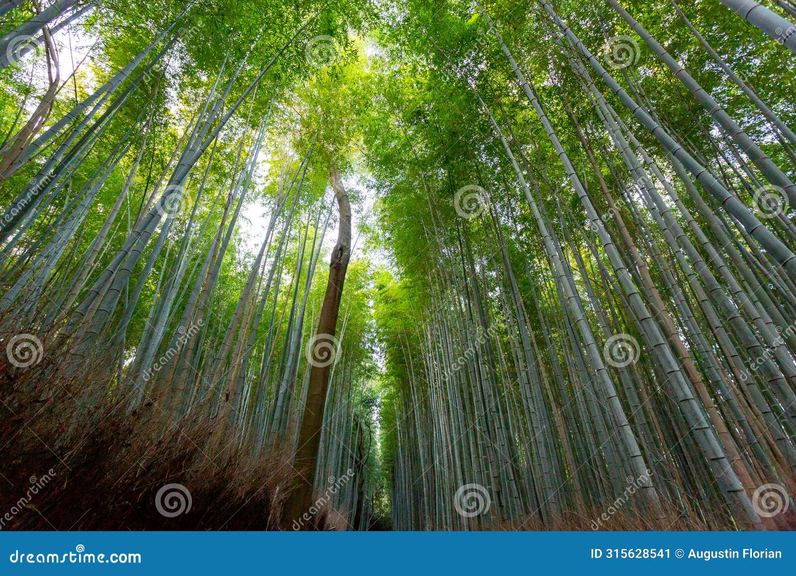 arashiyama bamboo forest, kyoto, japan