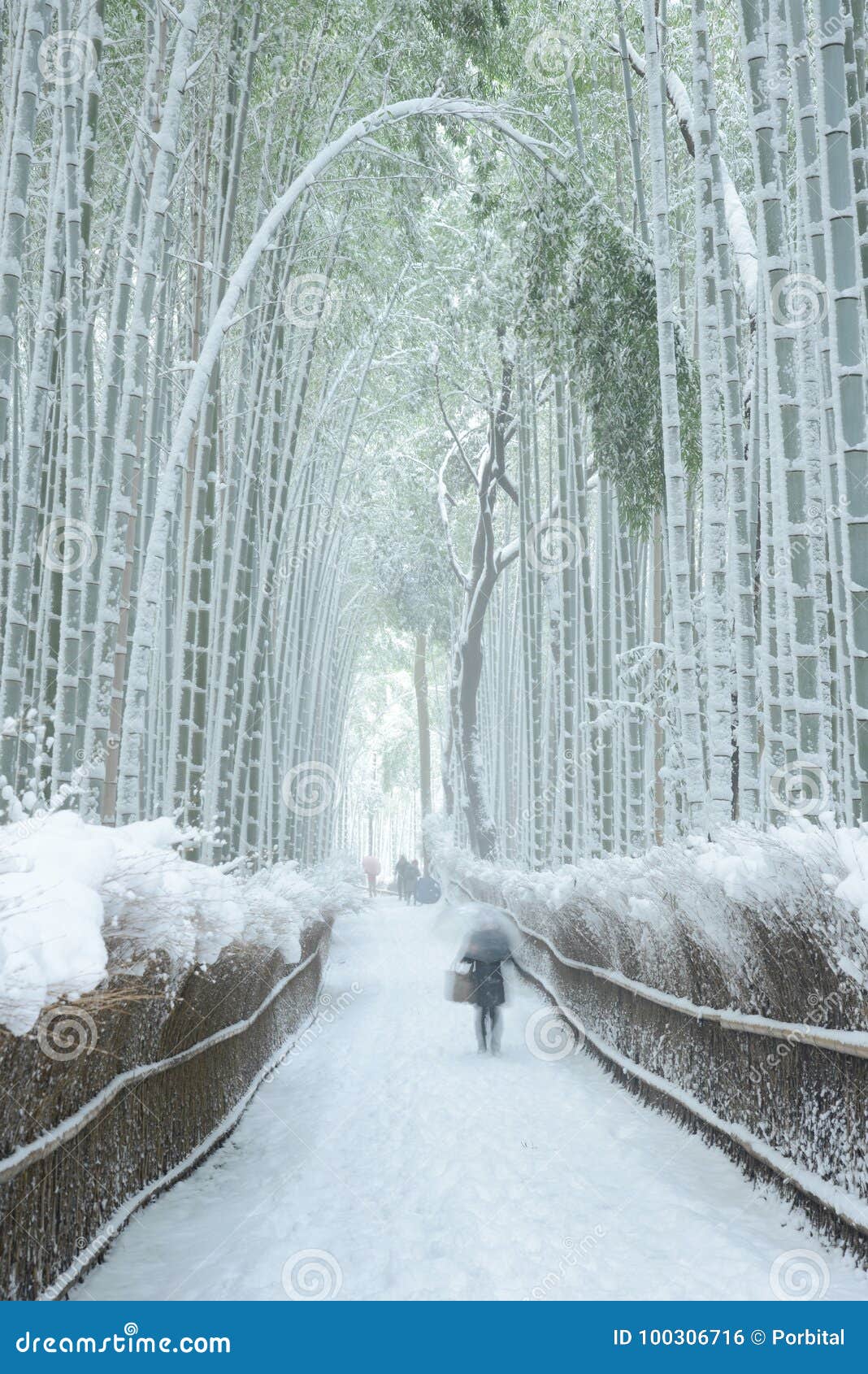 Bamboo forest in snow stock photo. Image of arashiyama 100306716