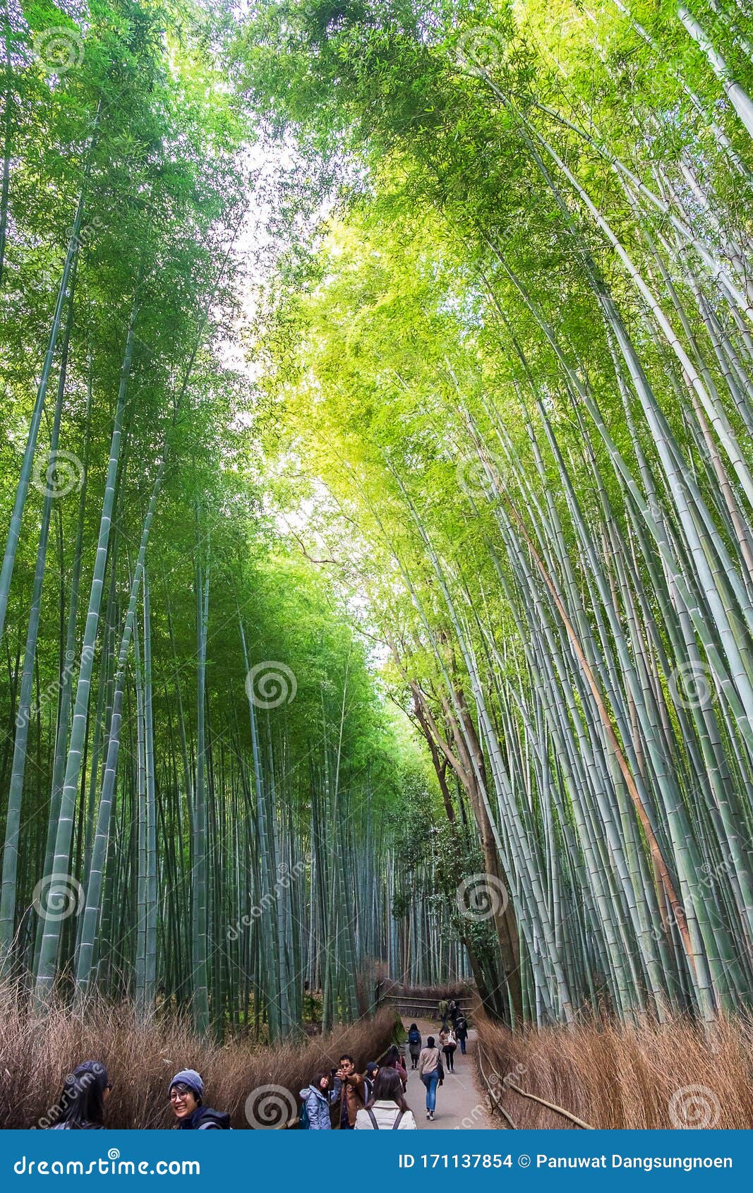 Arashiyama Bamboo Grove, Arashiyama & Sagano, Kyoto