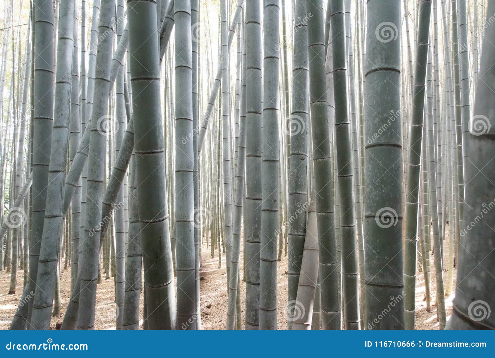 arashiyama bambou forest