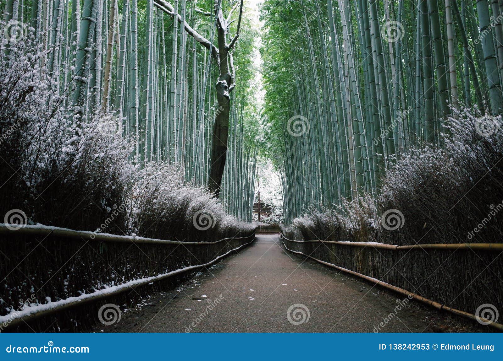 Arashiyama winter and snow stock image. Image of bamboo 138242953