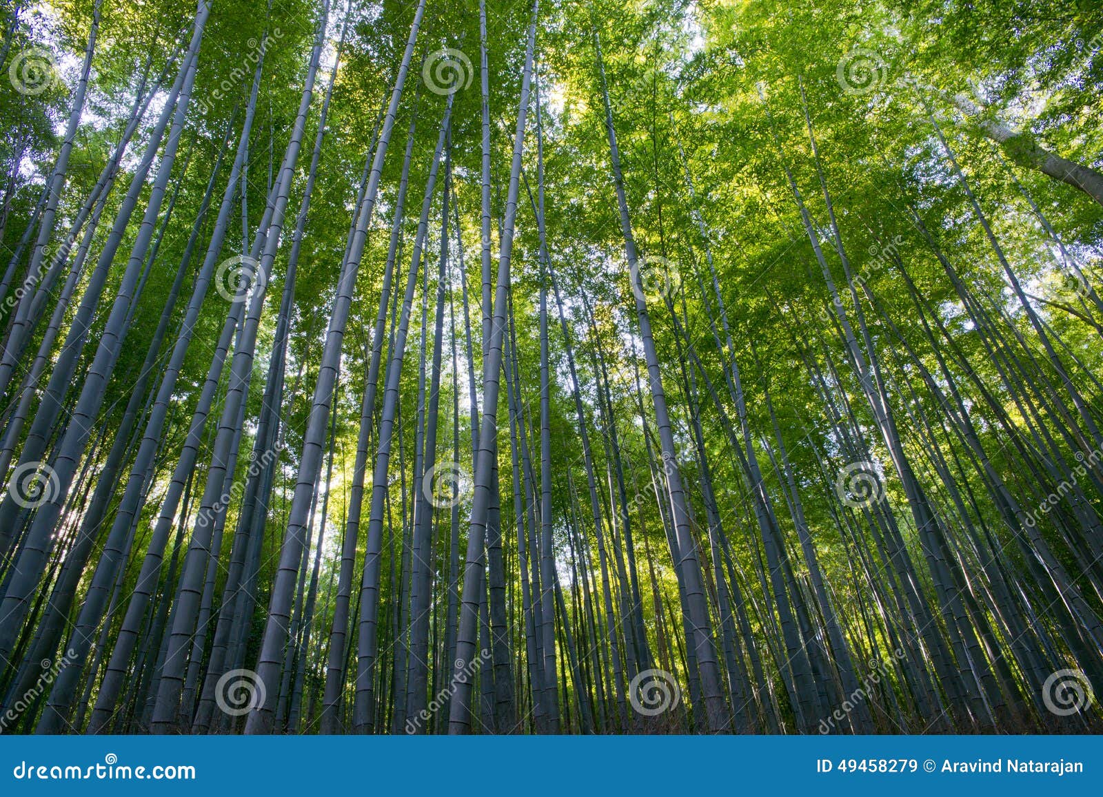 Arashiyama竹子树丛