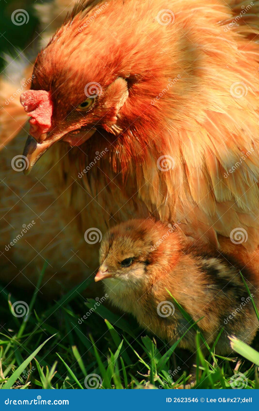 1,220 Mother Hen Baby Chicks Stock Photos - Free & Royalty-Free Stock  Photos from Dreamstime